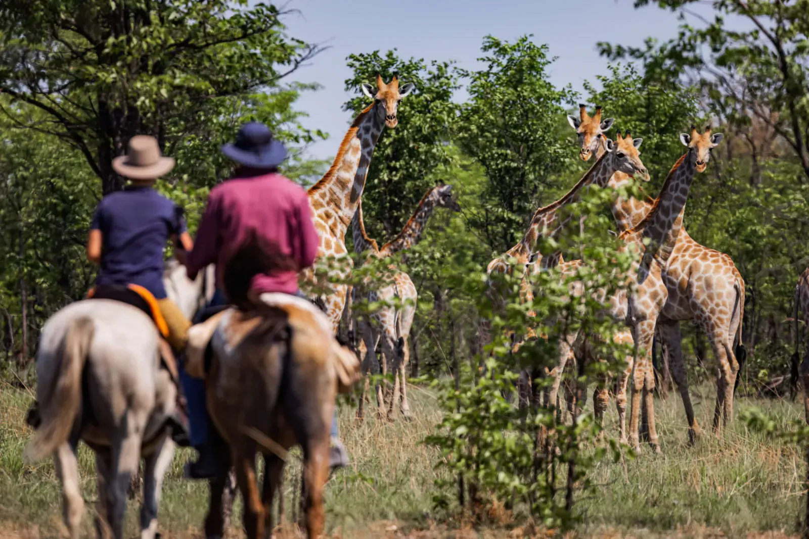 Two riders on horseback observe a herd of giraffes in lush Zambian savanna