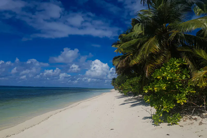 Pristine white sand beach on Alphonse Island, Seychelles, with turquoise water, palm trees, and blue sky.