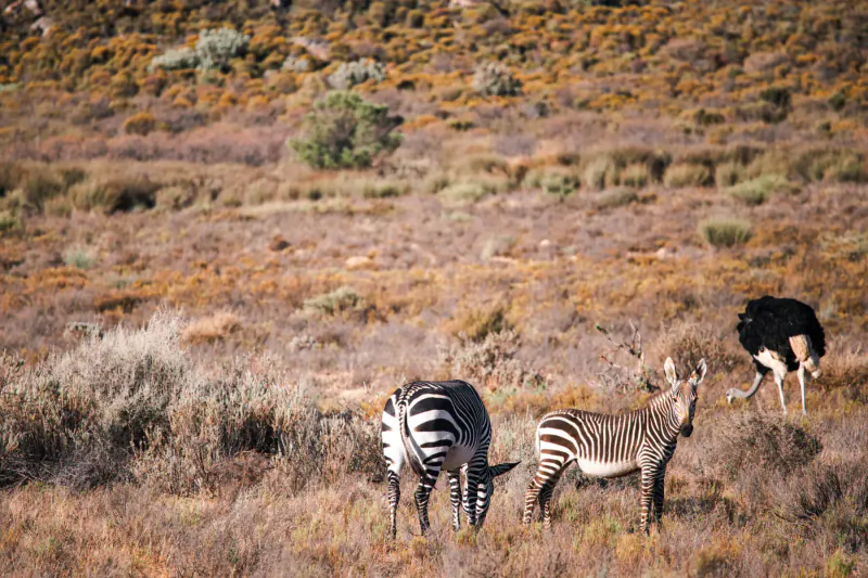 Two zebras grazing near an ostrich in the golden bushveld of Bushman’s Kloof