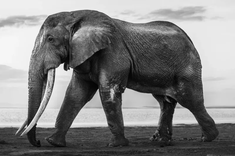 Black and white photo of majestic African elephant walking along muddy lakeshore with long tusks and cloudy sky.