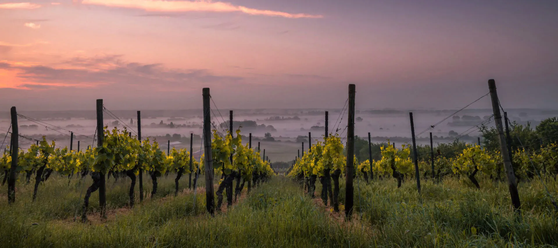 Rows of grapevines heavy with grapes in misty vineyard at sunset, golden hour glow.