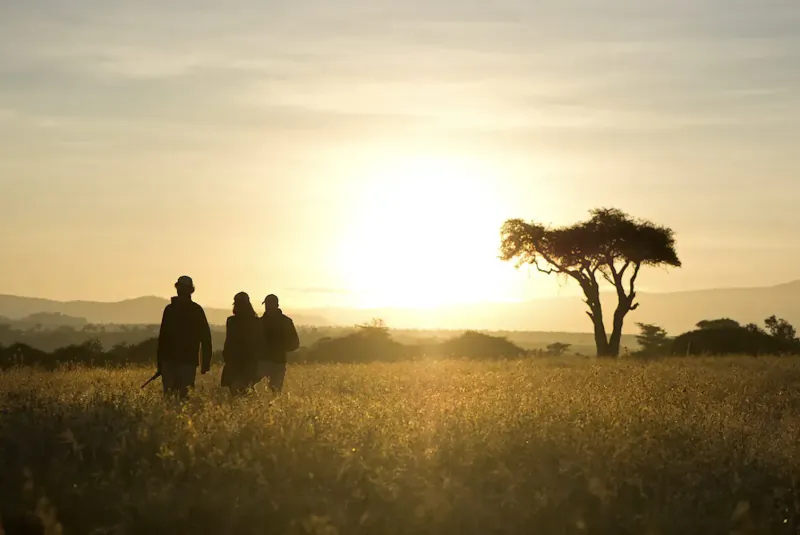 Silhouettes of three safari guides walking in golden grasslands at sunset with acacia tree and mountains