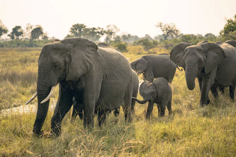 Herd of African elephants with calves walking through golden savanna grasslands