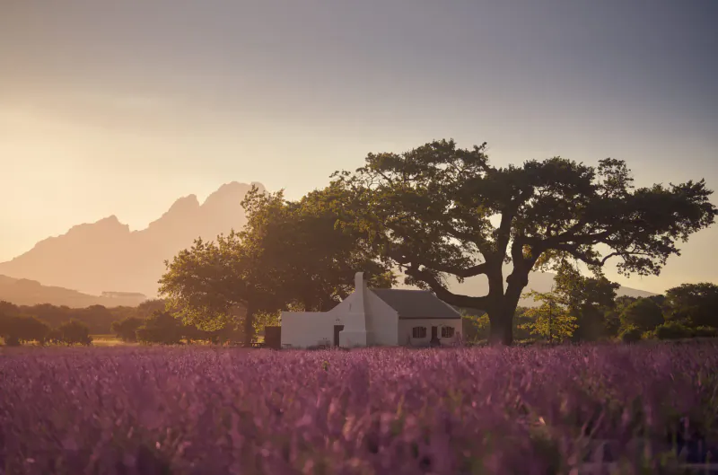 White Cape Dutch house amid purple lavender fields, oak trees, and sunset mountains in Franschhoek.