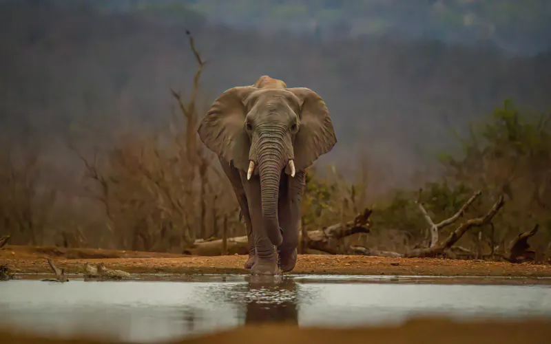 African elephant walking into a watering hole amid misty savanna scrub in Greater Kruger.
