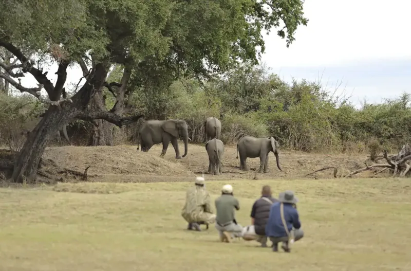 Tourists in safari gear crouch on grassy plain, observing herd of elephants under acacia tree in savanna.