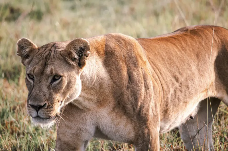 Close-up of lioness stalking through Kenyan savanna grasslands