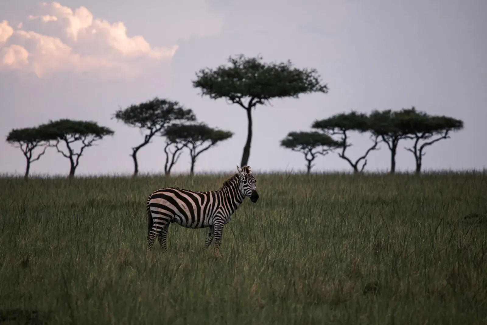 Zebra standing alert on grassy savanna at dusk, silhouetted against acacia trees and cloudy sky