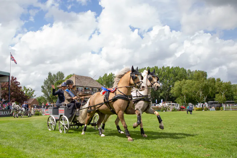 Driver in carriage races two palomino horses at Hickstead Derby on green field under cloudy sky with British flag.