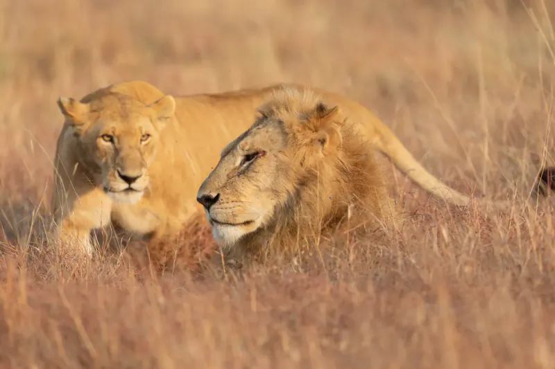 Lioness and lion gazing intently in golden savanna grasslands during safari