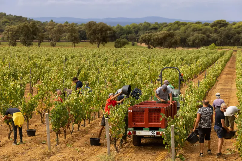 Workers harvesting grapes in vineyard rows beside red truck, lush green hills backdrop
