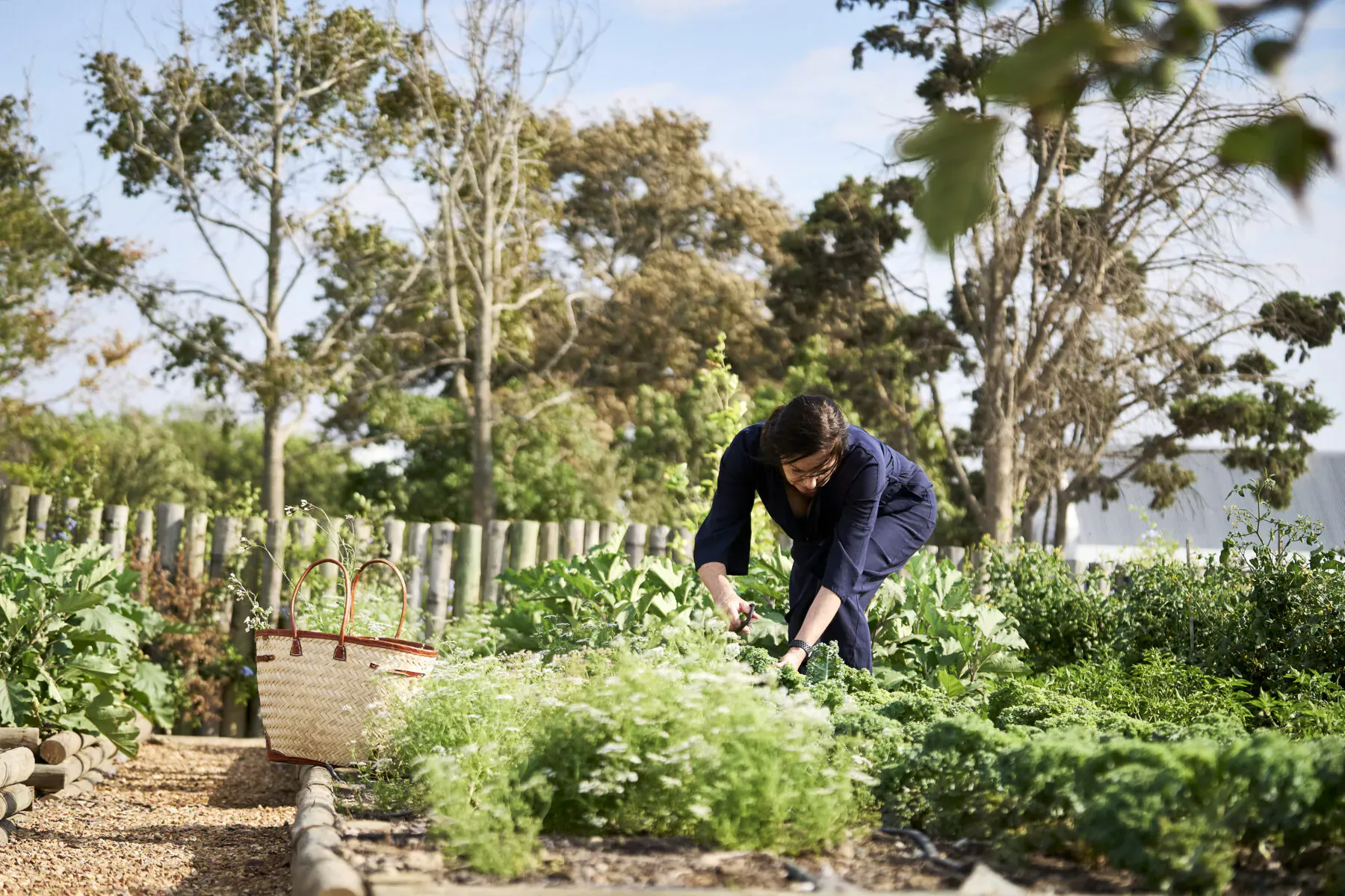 Man in navy clothes crouching to pick greens in lush garden at Vergenoegd Löw Wine Estate, surrounded by trees and fence.
