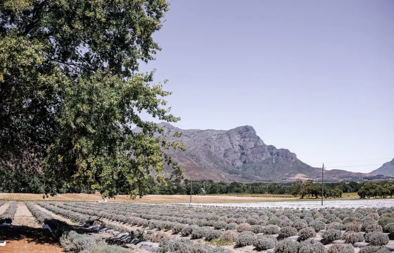Lavender fields in bloom with mountains in the background, framed by a green tree, in Franschhoek Cape.