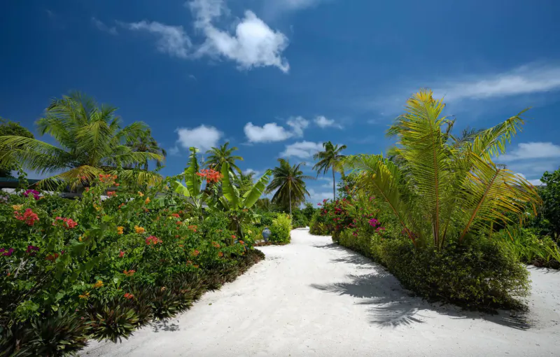 Sandy path lined with lush tropical palms, red hibiscus, and greenery under blue sky at Cora Cora Maldives resort
