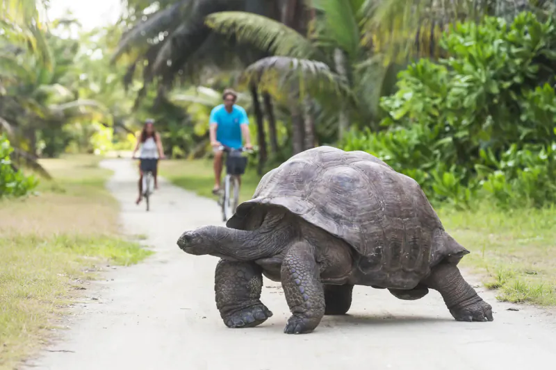 Giant tortoise crossing a path on Alphonse Island, Seychelles, with cyclists in lush tropical background