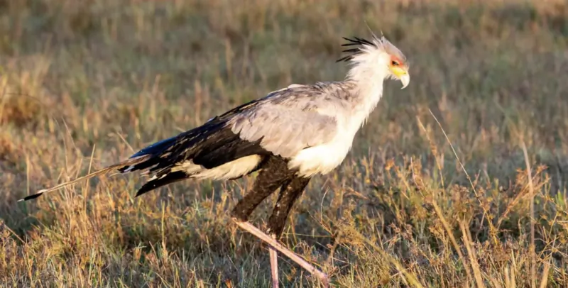 Secretary bird with crested head and yellow face stands on thin branch in golden savanna grass, Mara safari