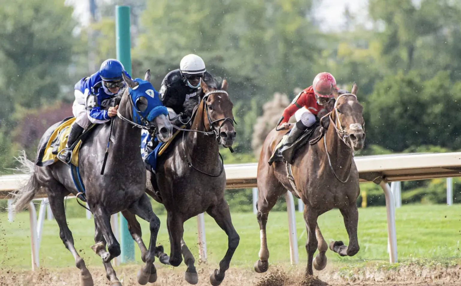 Three jockeys in blue, white, and red race dark horses neck-and-neck on Belmont Stakes track.