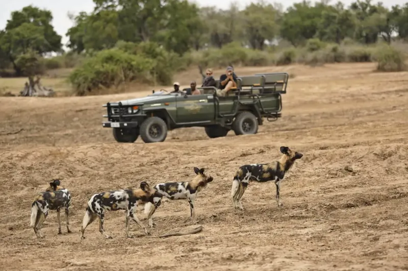 Pack of spotted hyenas walking past green safari jeep with guide in African savanna
