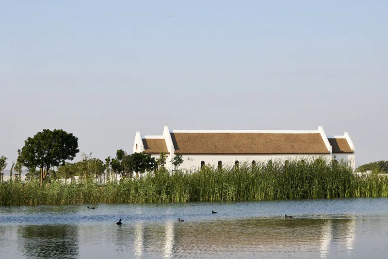 White thatched-roof gallery building at Vergenoegd Löw Wine Estate, surrounded by reeds and lake with ducks, South Africa.