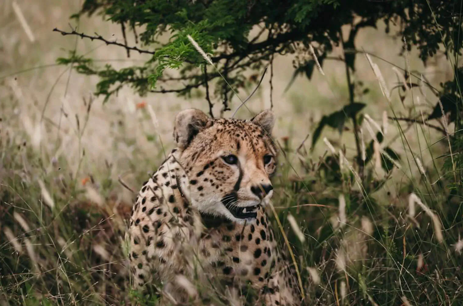 Close-up of cheetah with intense gaze in tall golden grass at Nambiti Hills Private Game Reserve