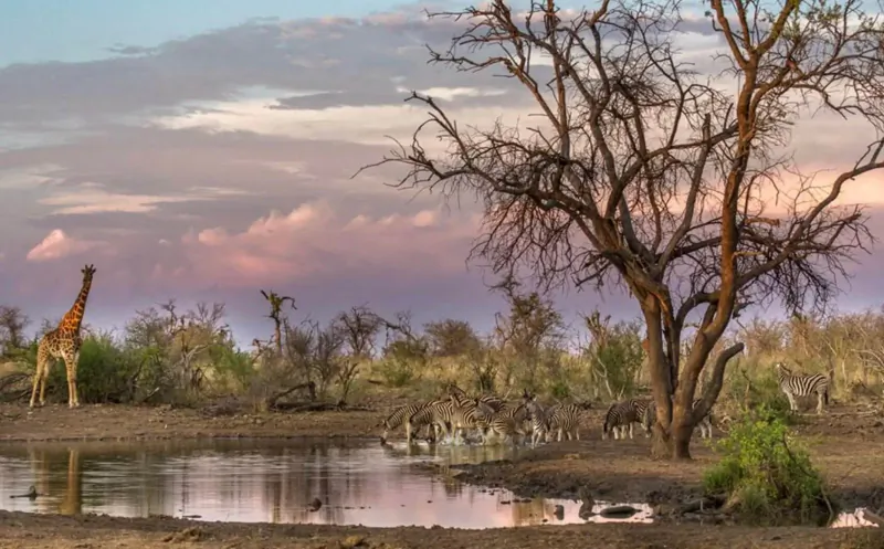Giraffe stands by waterhole with zebra herd at sunset in Madikwe Game Reserve savanna.