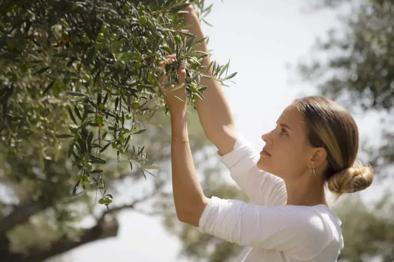 Woman in white long-sleeve top picking olives from tree in sunny orchard