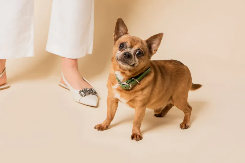 Chihuahua in green collar stands alert beside white pants and sparkly flat shoes on beige background