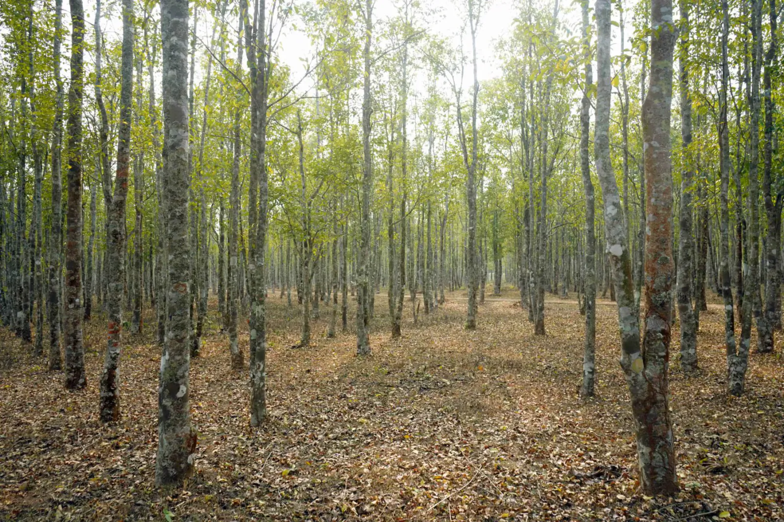 Dense stand of tall birch trees with light bark in a forest clearing, sunlit leaves and leaf-strewn ground