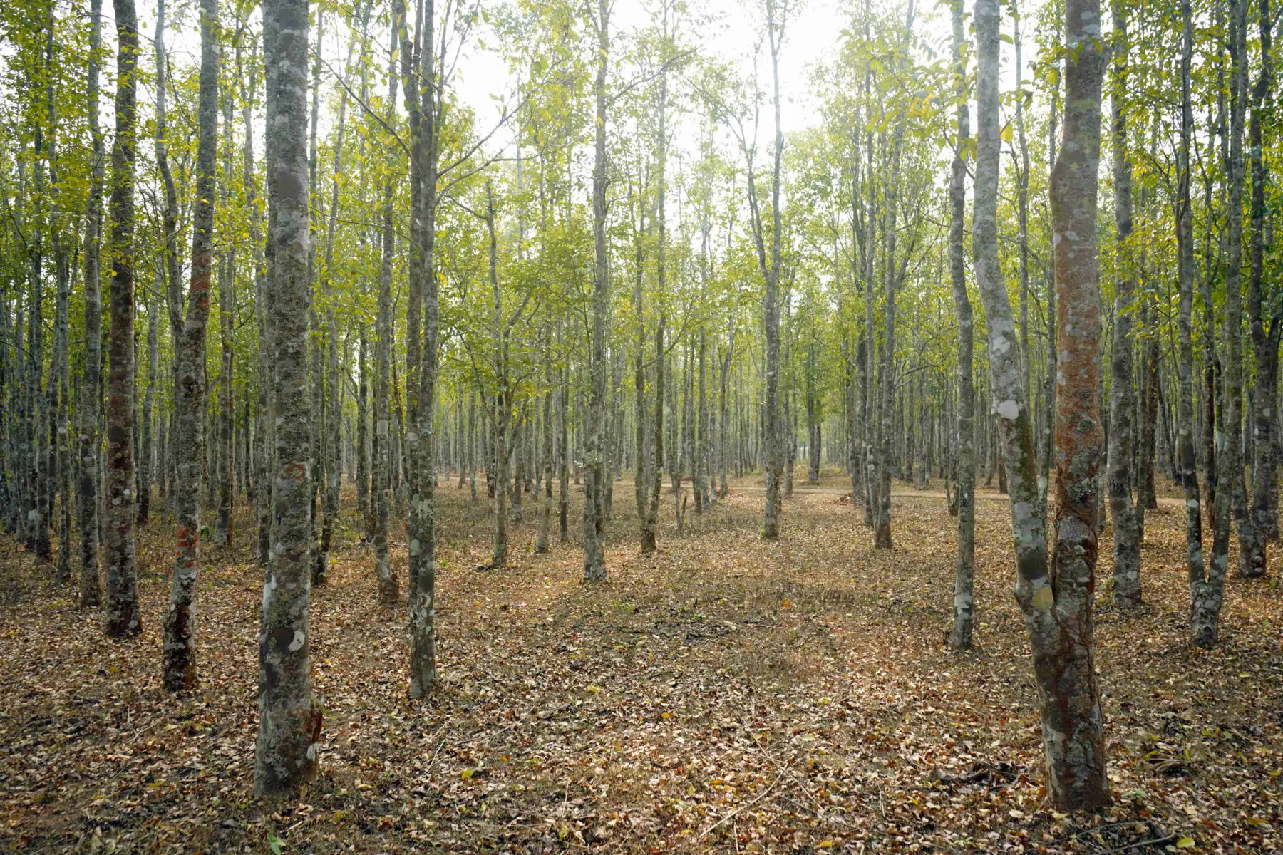 Dense stand of tall birch trees with light bark in a forest clearing, sunlit leaves and leaf-strewn ground