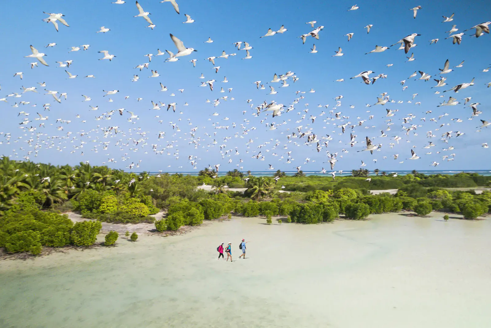 Aerial view of flock of white birds flying over turquoise lagoon and mangroves on Alphonse Island, Seychelles, with three people walking on white sand.