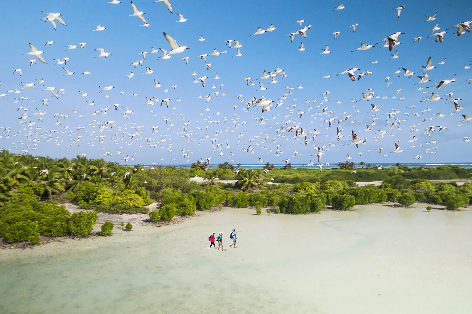 Aerial view of flock of white birds flying over turquoise lagoon and mangroves on Alphonse Island, Seychelles, with three people walking on white sand.