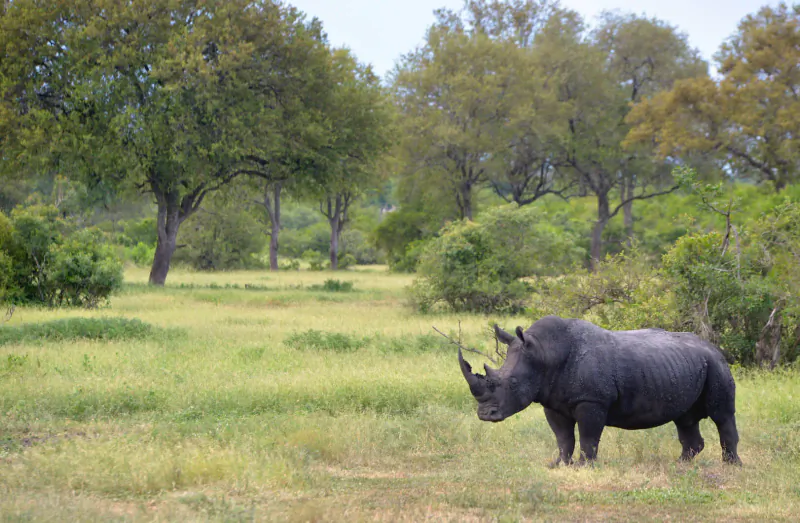 Black rhinoceros standing in grassy Kruger National Park savanna with acacia trees.