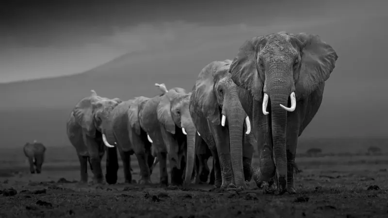 Black and white photo of a line of elephants walking on vast savanna under stormy sky with distant mountain.
