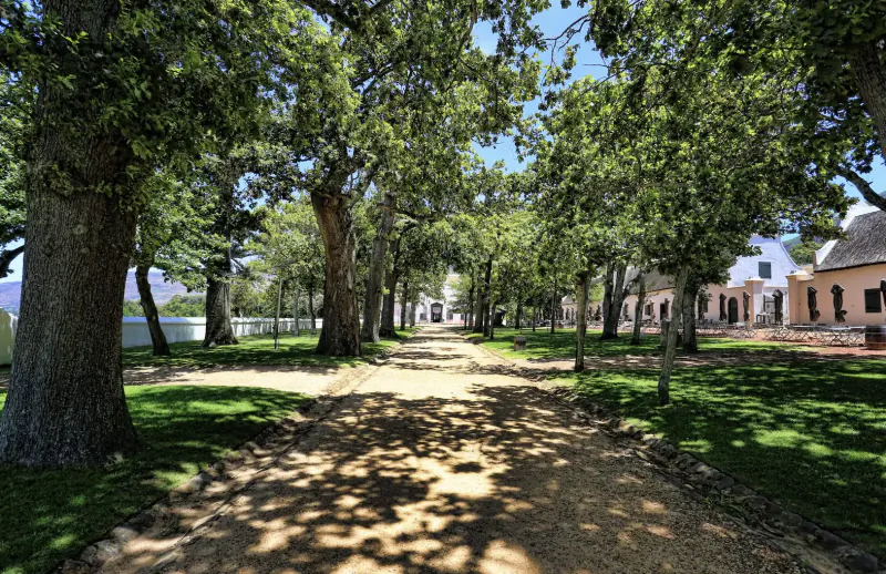 Tree-lined dirt path through green lawns to white Cape Dutch manor houses at Groot Constantia winery.
