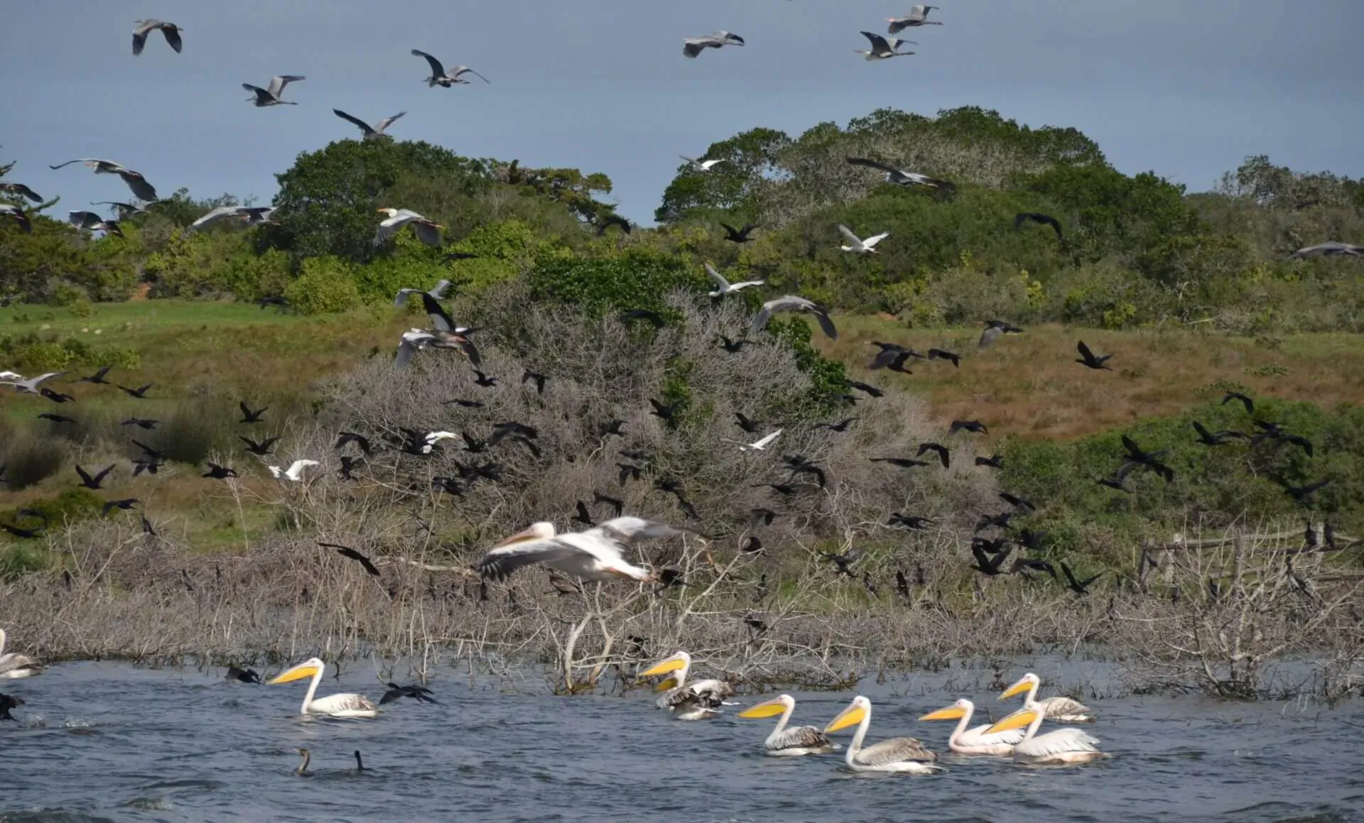 Flock of white pelicans swimming in water at De Hoop Preserve, with many birds flying over green trees and wetlands.