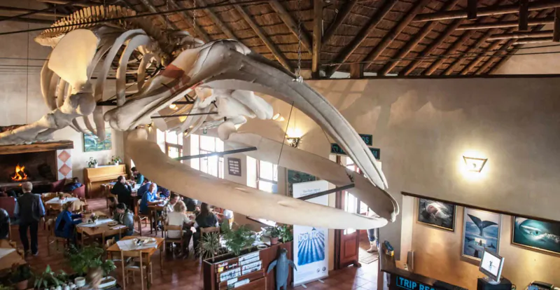 Overhead view of whale skeleton suspended in Marine Dynamics shark cage diving center cafe with diners below.