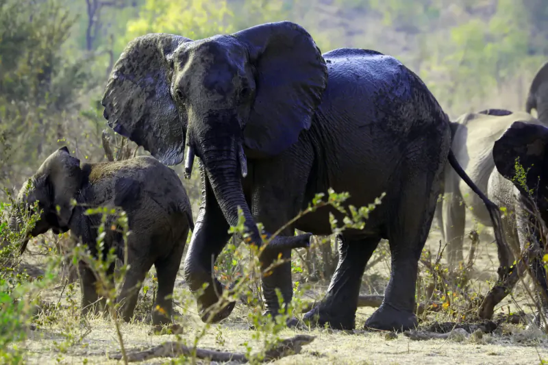 Herd of muddy African elephants walking in Zimbabwe bushveld near luxury lodge.