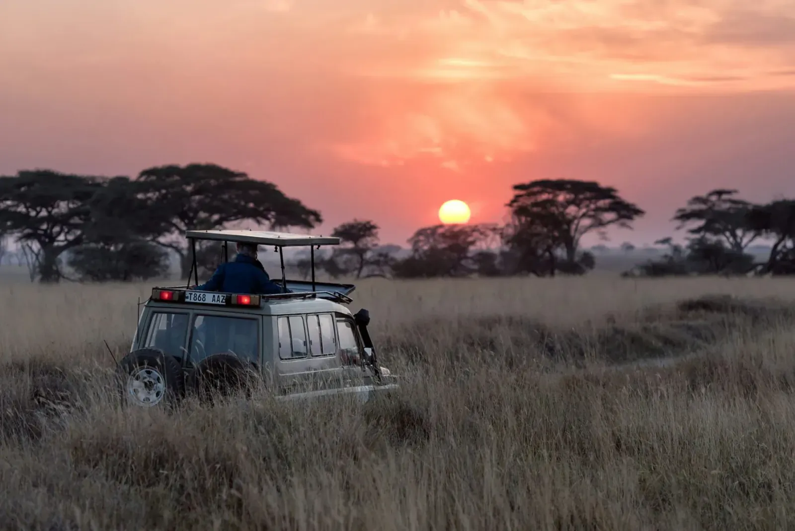 Safari jeep with guide driving through savanna grasslands at sunset, acacia trees silhouetted against pink sky.