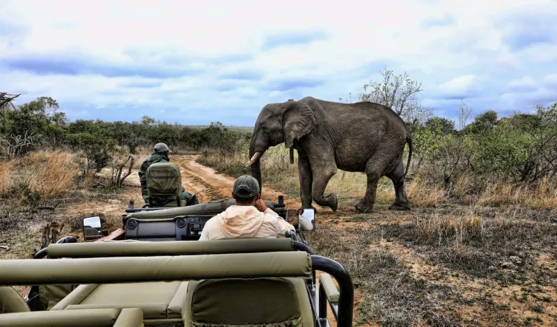 Safari jeep with tourists observing large elephant up close in South African bushveld under cloudy sky