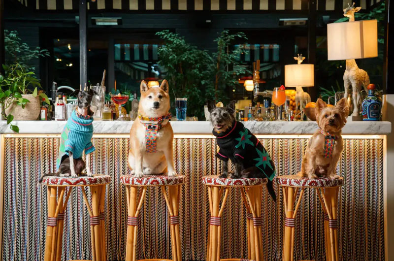Four dogs in festive outfits sitting on bar stools at Mama Shelter lounge bar with lamps and plants.