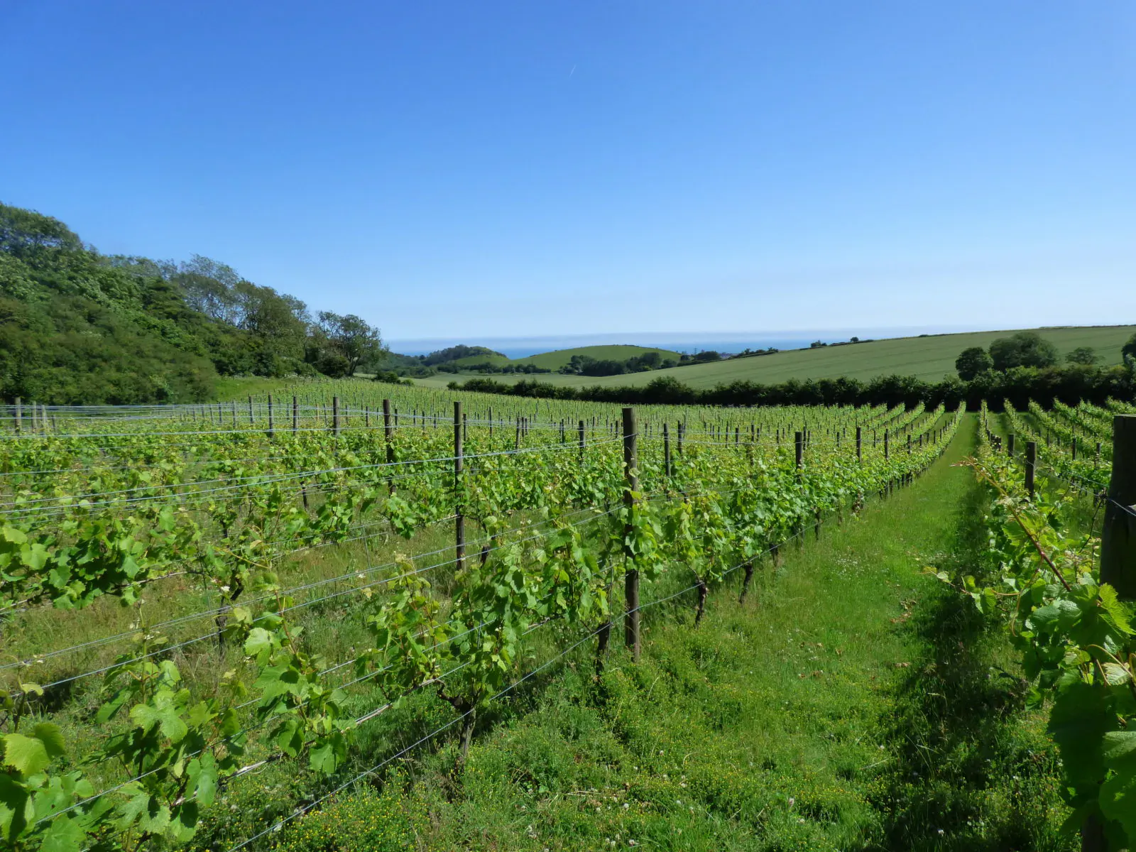 Rows of lush green grapevines in a sunny English vineyard with rolling hills and blue sky.