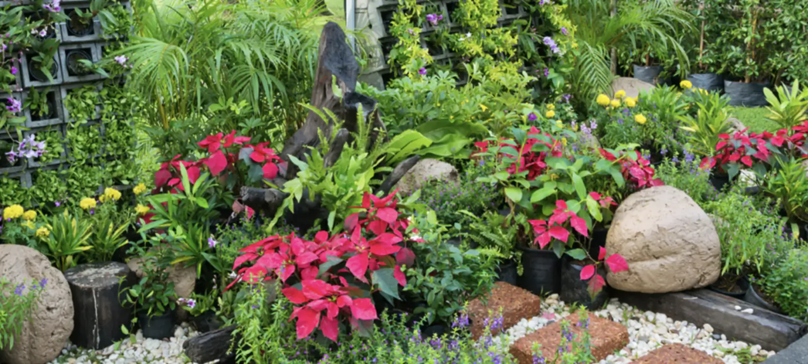 Vibrant eco-friendly garden with red poinsettias, lush ferns, rocks, and a dark statue amid greenery