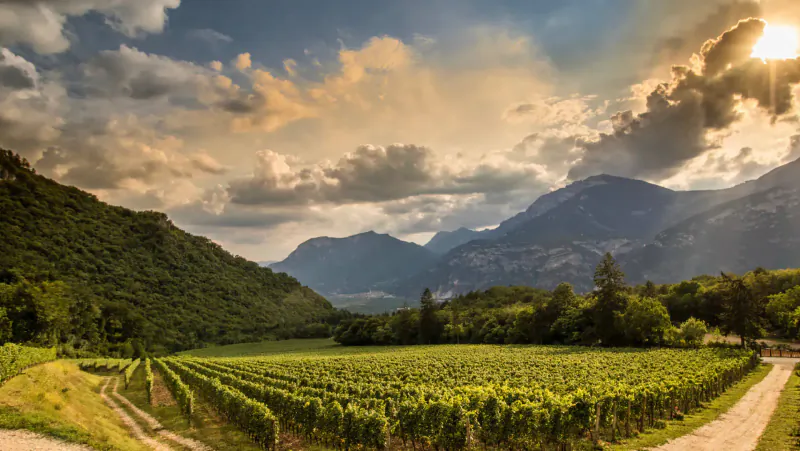 Vineyards in lush green valley with rugged mountains under dramatic sunset clouds