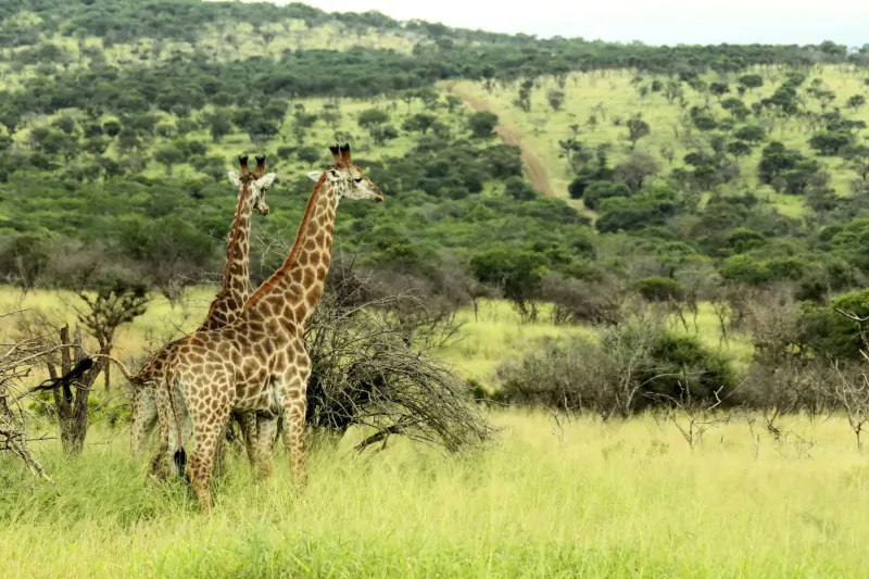 Two giraffes standing tall in grassy savanna with green hills and acacia trees at Thanda Safari