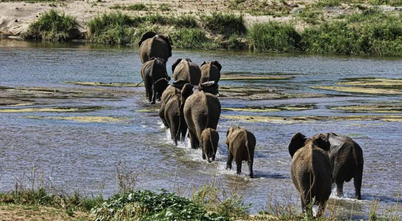 Herd of elephants walking single file through shallow river with green banks and water lilies