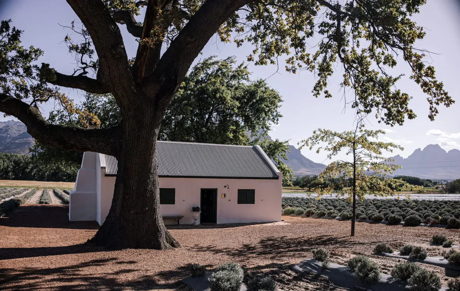 Pink cottage under large oak tree amid lavender fields, with Table Mountain in background, Franschhoek.