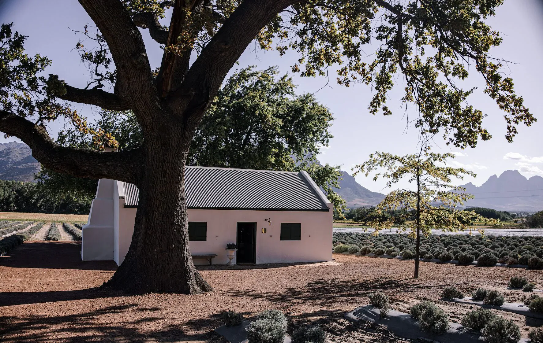 Pink cottage under large oak tree amid lavender fields, with Table Mountain in background, Franschhoek.