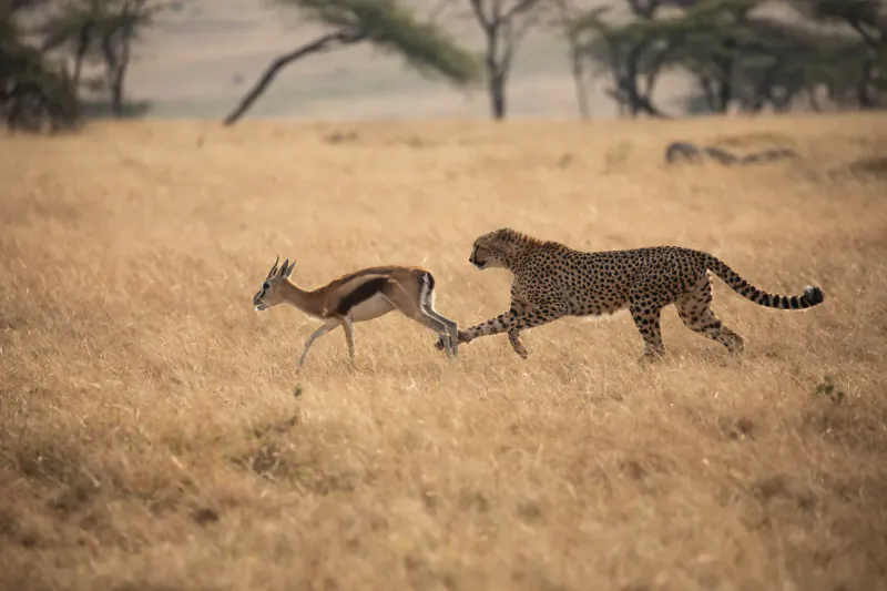 Cheetah chasing impala across golden savanna grassland with acacia trees in background
