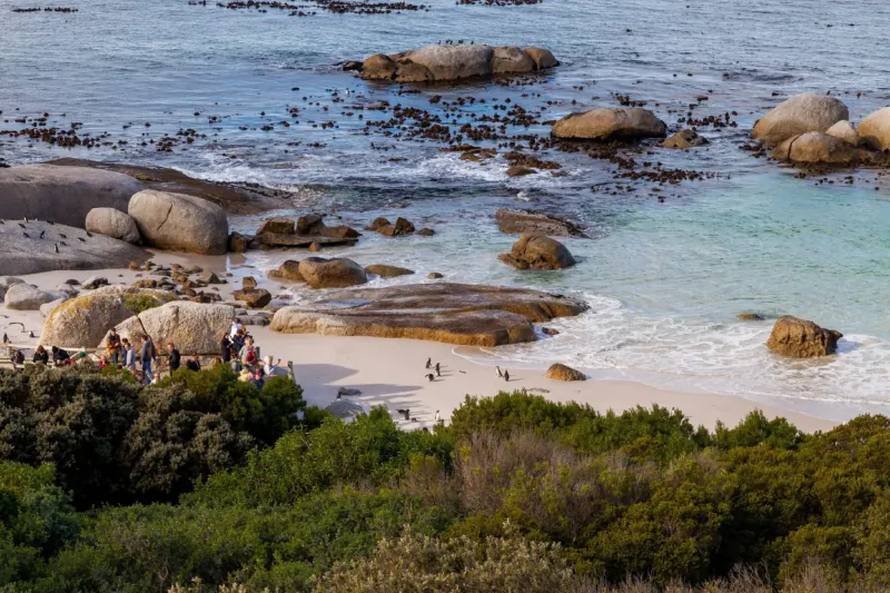 Aerial view of Boulders Beach with turquoise waves crashing on granite rocks, white sand, tourists gathered, and green fynbos, near Simon's Town.