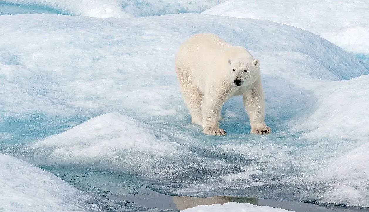 Polar bear walking on Arctic ice floes with turquoise water below